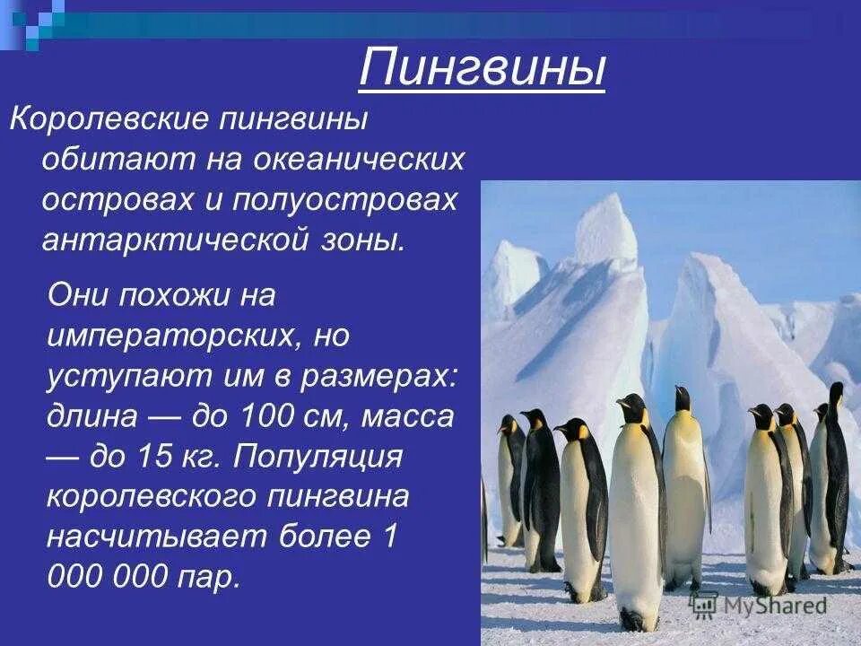 Про пингвина рассказ 1. Пингвины презентация. Сведения о пингвинах. Презентация на тему пингвины. Интересные сведения о пингвинах.