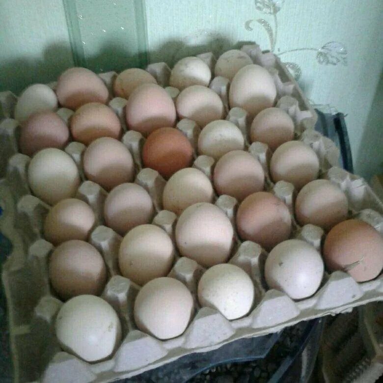 Купить инкубационное яйцо в волгограде. Инкубационное яйцо Адлерская серебристая. Яйца Адлерских кур для инкубации. Адлер яйца. Инкубаторские яйца.
