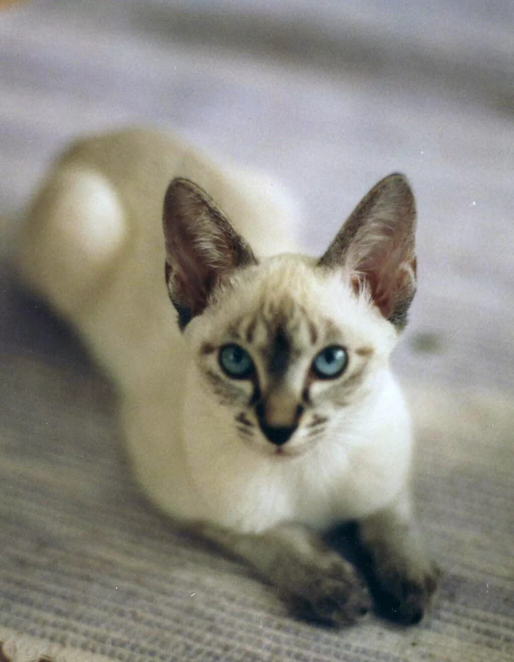 Породы кошек похожие на сиамских фото Pin on Mascotas y animales Siamese cats for sale, Himalayan cat, Siamese cats