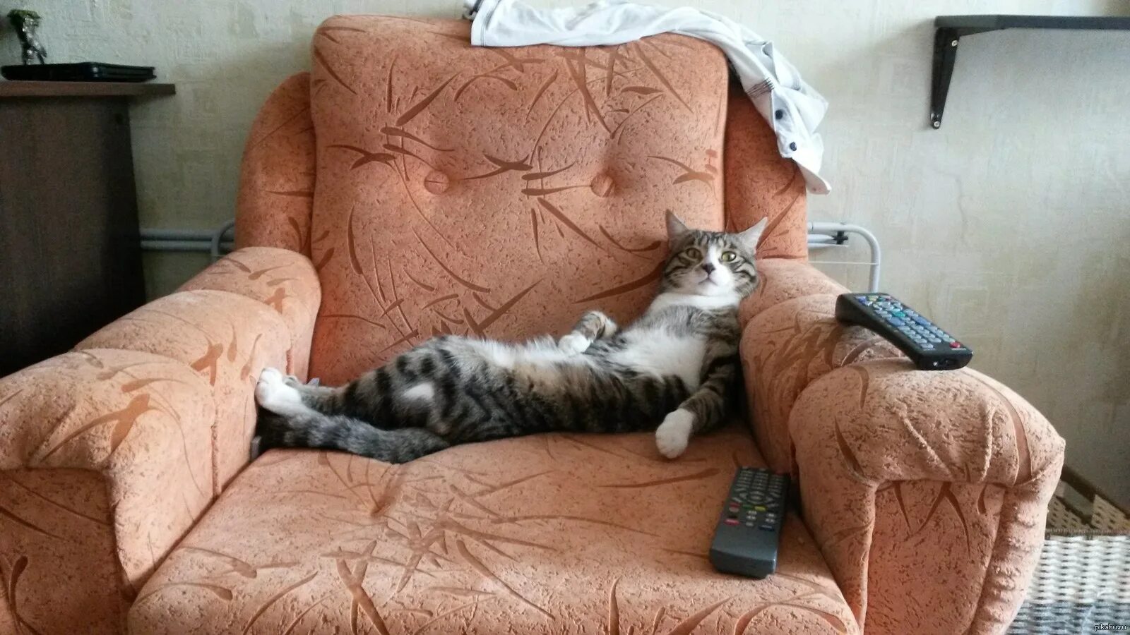 Время немного отдохнуть. Коты на диване. Кошка отдыхает. Кот отдыхает на диване. Отпуск на диване.