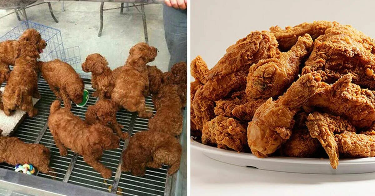 Куриные крылья гриль. Крылышки пикантные. Крылышки куриные собакам. Крылышки буффало. Крылышки куриные собакам.