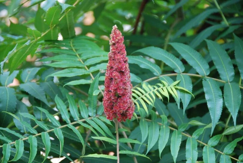 Сумах пушистый оленерогий уксусное дерево. Сумах дубильный (Rhus coriaria. Сумах оленерогий Rhus typhina. Сумах оленерогий побег.