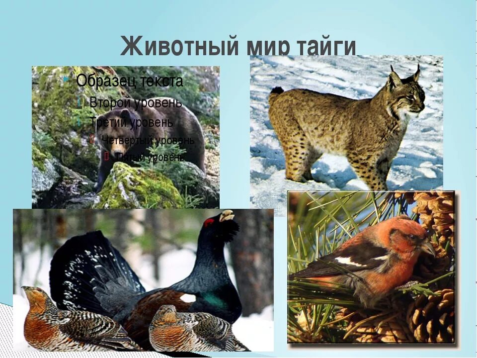 Какие животные в природной зоне тайга. Животный мир тайги. Животный мир европейской тайги. Животные и птицы тайги. Обитатели тайги России.