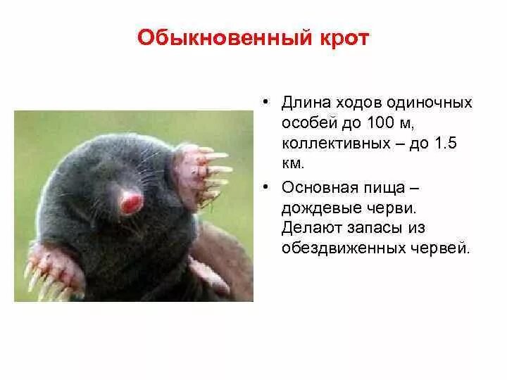 Картинки ОПИСАНИЕ КРОТА 5 КЛАСС