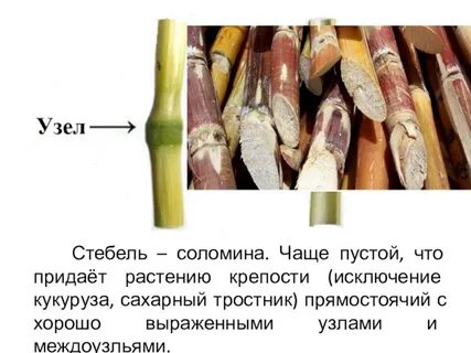 Соломина биология