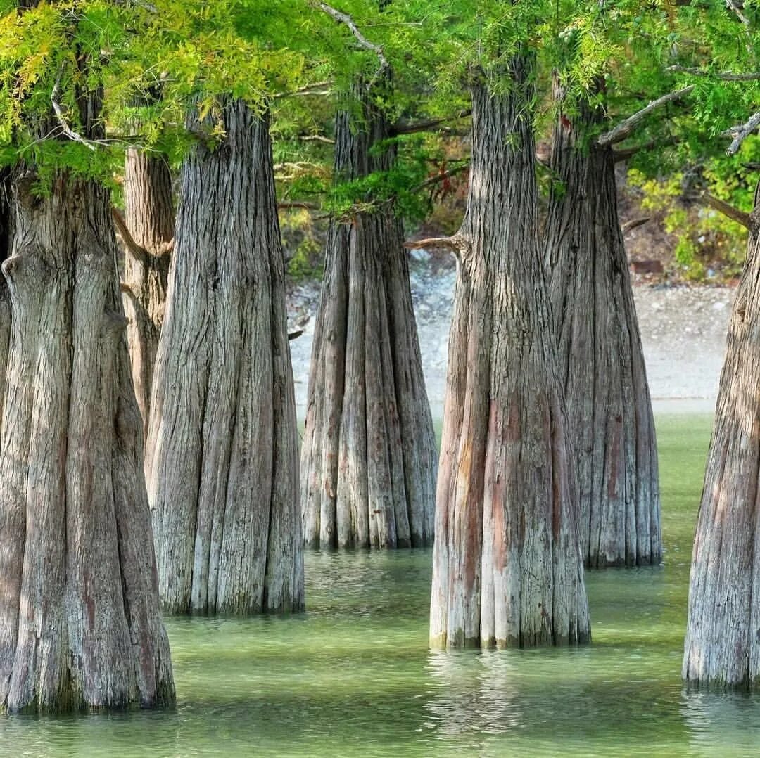 песчаное дерево геншин импакт где найти. где расположено дерево. где расположено дерево. стебель кора камбий древесина. секвойя 115 метров.