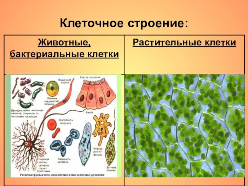 Строение живых организмов. Строение различных клеток. Разнообразие животных клеток. Разнообразие клеток живых организмов.