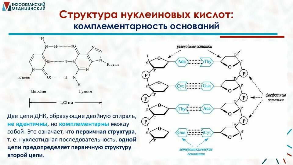 Связи в нуклеиновых кислотах. Полимерная цепь нуклеиновая кислота. Цепи нуклеиновых кислот. Комплементарность нуклеиновых кислот. Структура цепи нуклеиновых кислот.