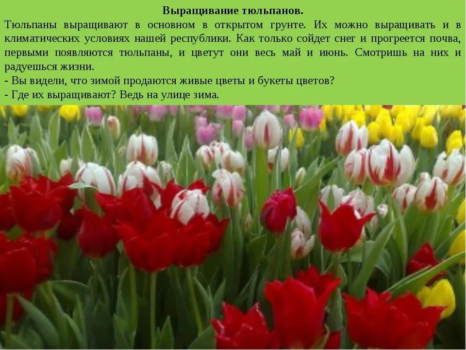 Почему тюльпаны быстро раскрылись. Выращивание тюльпанов. Описание тюльпана. Тюльпаны растут. Вырастить тюльпаны.