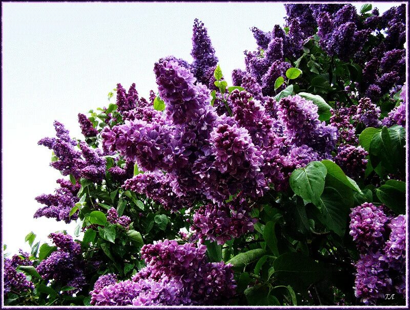 Сирень метельчатая. Сирень везувий. Звуки большой сирени. Сирень syringa. Сирень обыкновенная 'jeanne d`arc'.