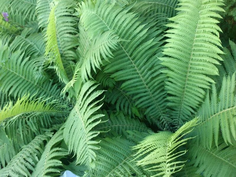 Как выглядит цветок абага. Папоротник волосатик. Dryopteris - щитовник. Абага. Папоротник лесной кветка.