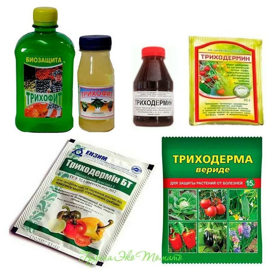 Что такое фунгициды для растений и какие