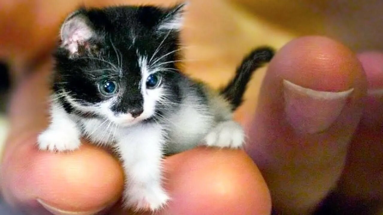 Starting with the smallest. Starting with the smallest