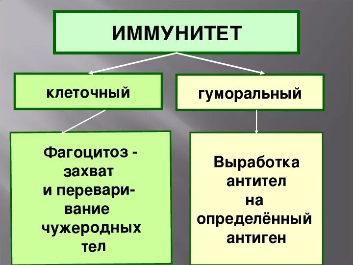 Схема иммунитета 8 класс биология. Механизмы иммунитета 8 класс. Механизмы иммунитета 8 класс биология. Клеточный и гуморальный иммунитет таблица.