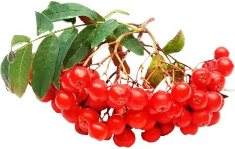Ах ягода рябина горькая на вкус