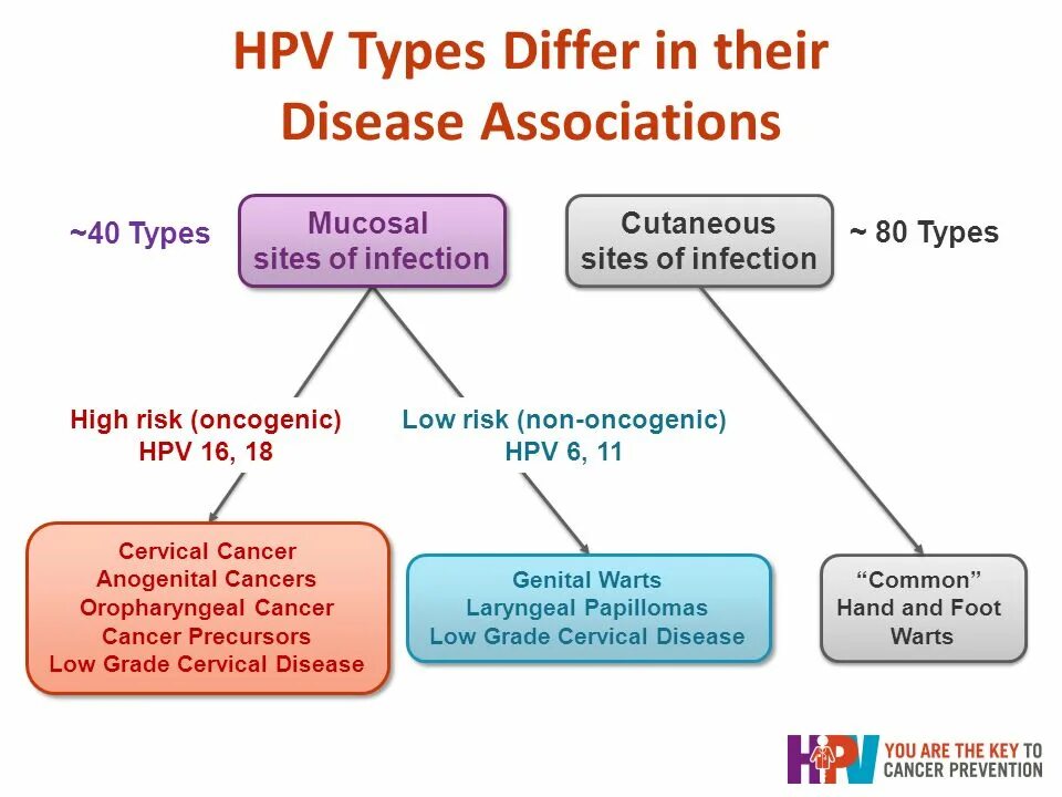 HPV risk. Associated types