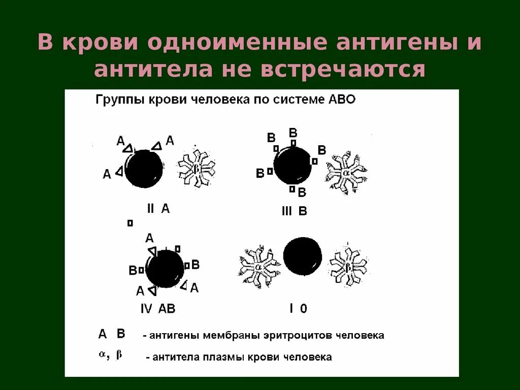 Антитела 2 группы крови. Антигены системы ав0. Группы крови антигены и антитела. Система группы крови АВО. Антигены и антитела системы групп крови ав0.