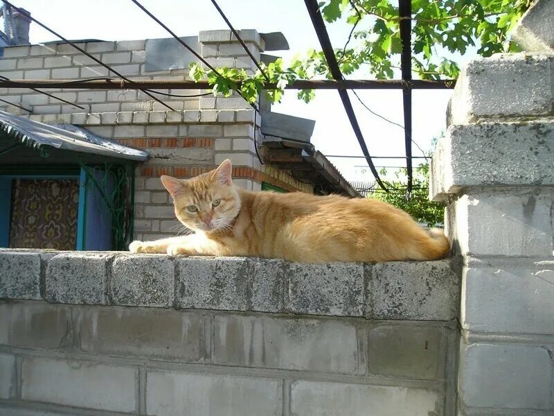 Рыжий кот на заборе. Рыжий кот на даче.