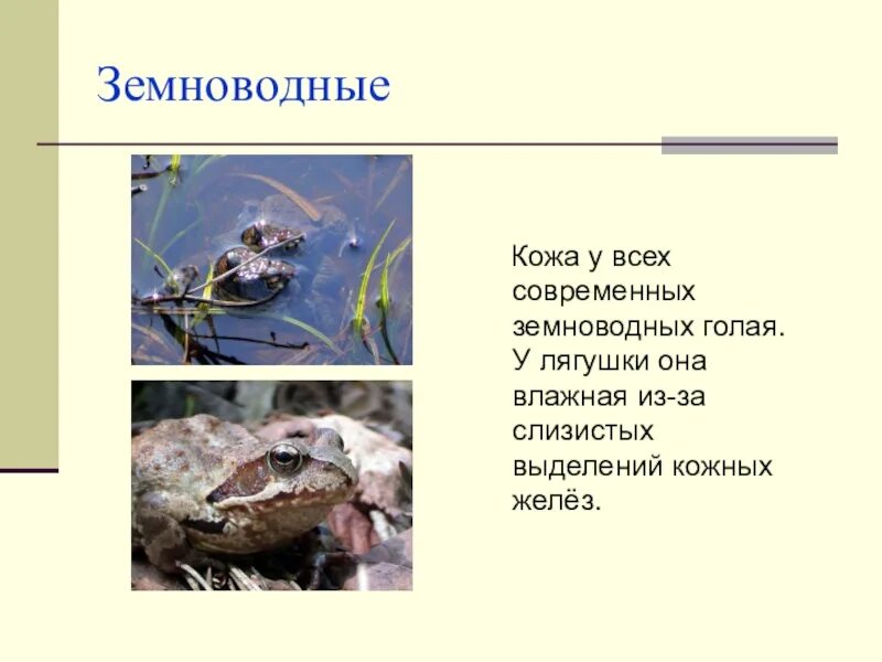 Класс земноводные покровы. Покров амфибии 7 класс. Покровы земноводных. Кожа земноводных. Покровы тела амфибий.