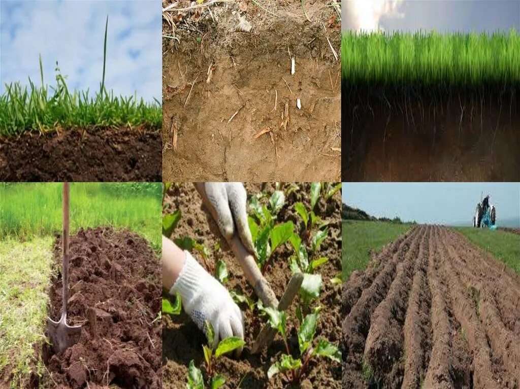 Повышением плодородия земли. Плодородие грунта. Плодородная почва. Плодородие почвы. Плодородность почвы.