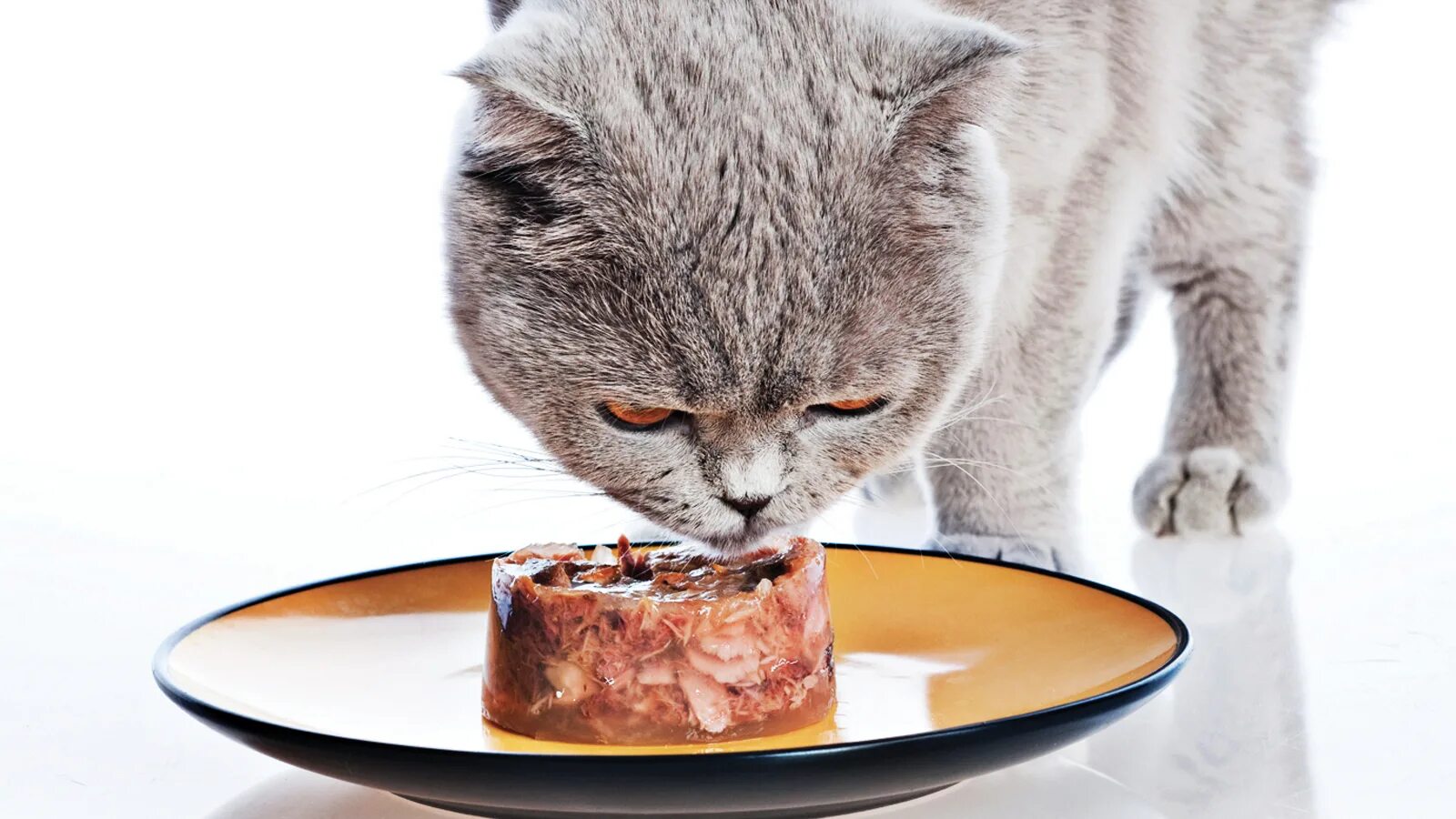 каша для котов. консервы ziwipeak для кошек. еда для котиков. миска с едой для кота. можно ли кошкам давать консервы.