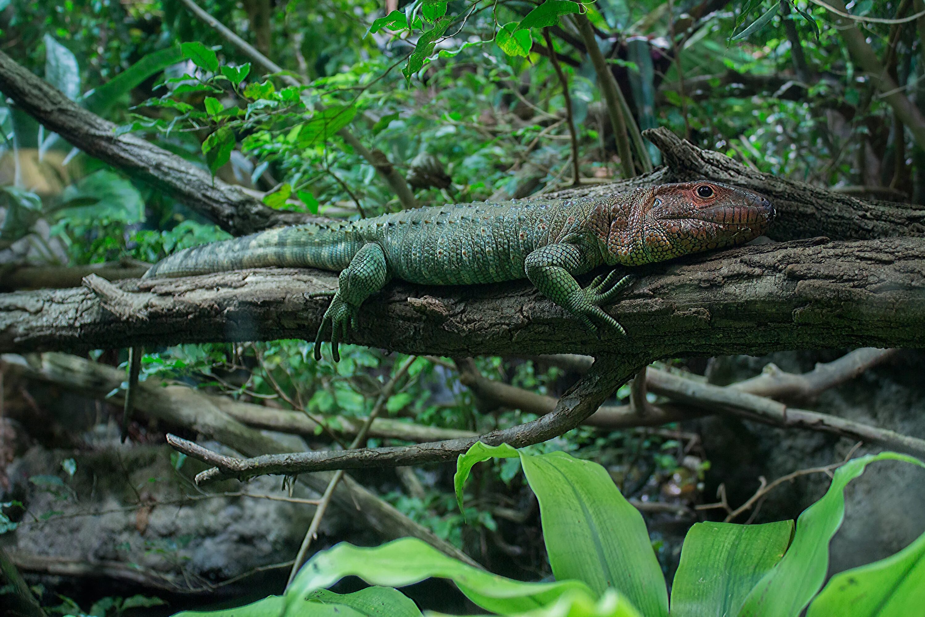 Caiman Lizard. Пресмыкающиеся Варан. Ящерица экваториальных лесов Африки. Ящерицы тропического леса.