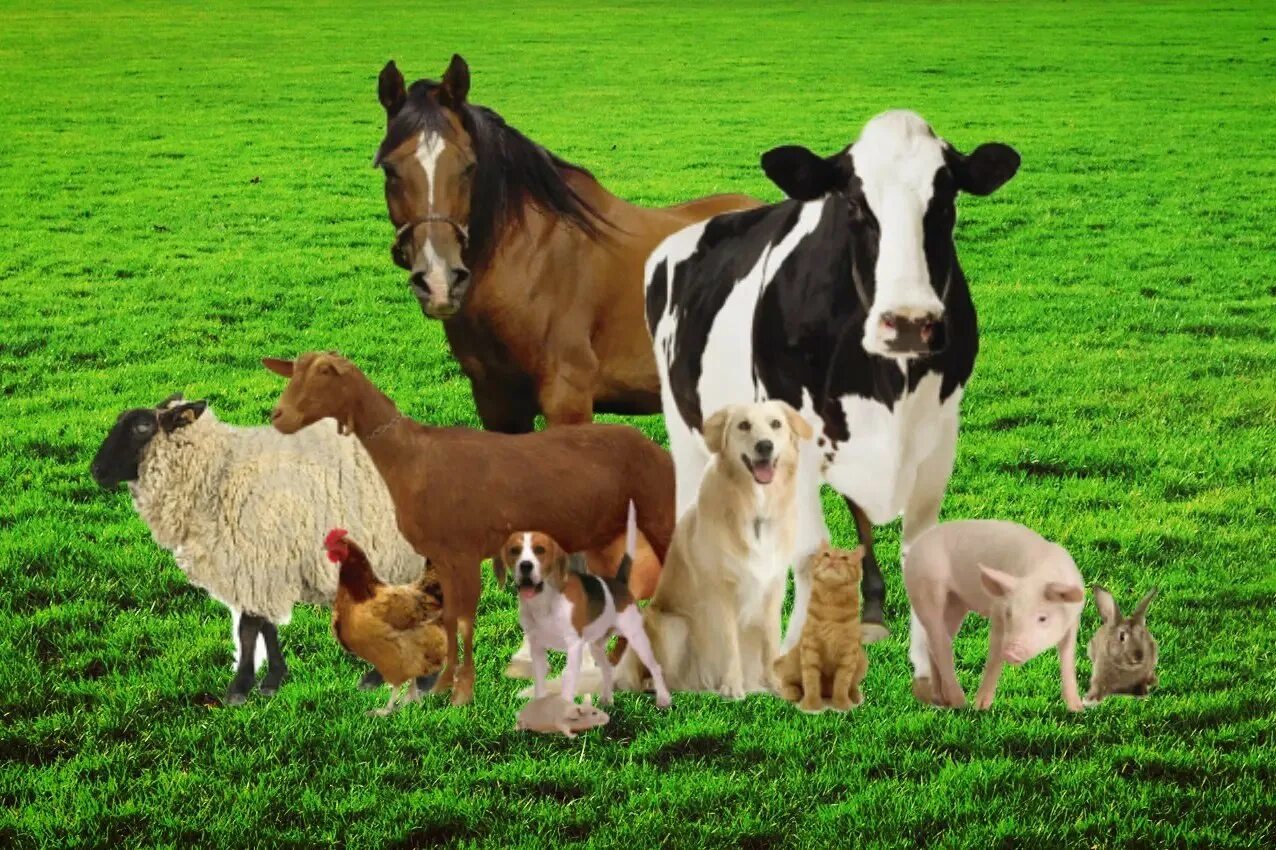 Сельскохозяйственные животные. Домашние сельскохозяйственные животные. Ветеринария сельскохозяйственных животных. Сельскохозяйственные животные и птицы.
