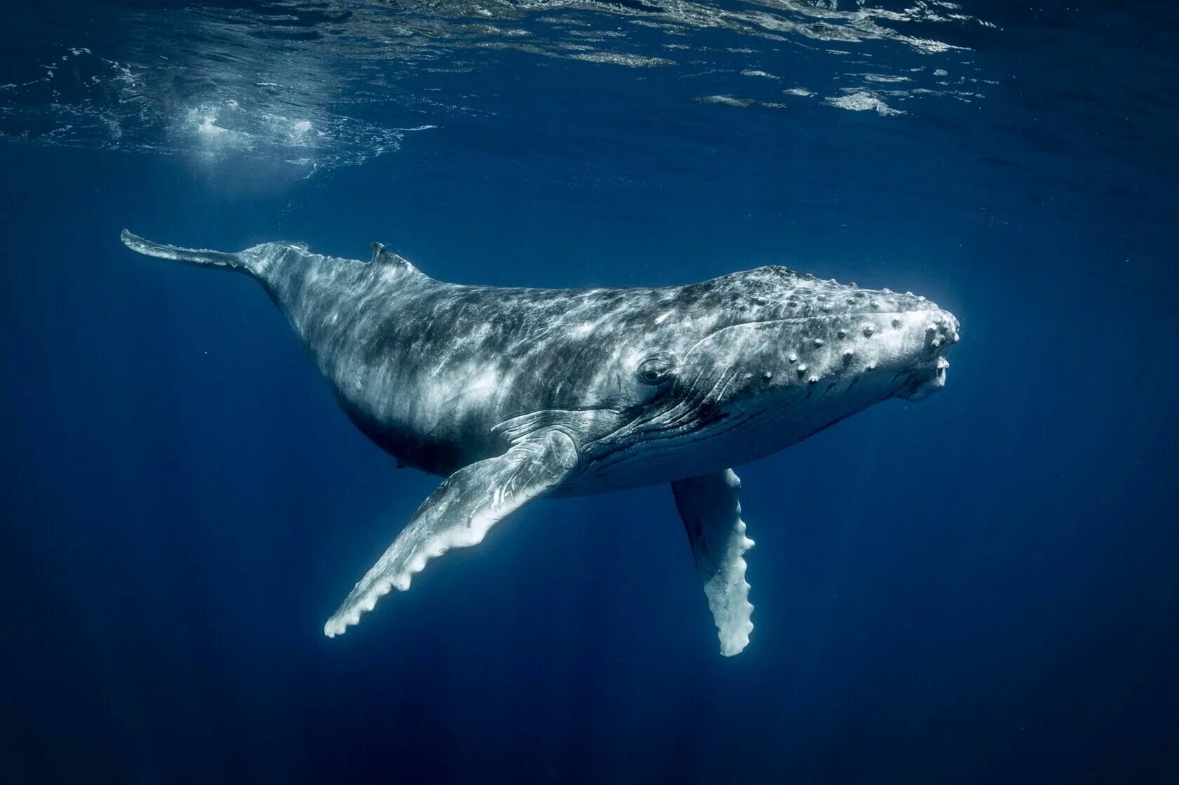 Горбатый кит. Кит Горбач. Горбатый кит тихий океан. Megaptera novaeangliae.