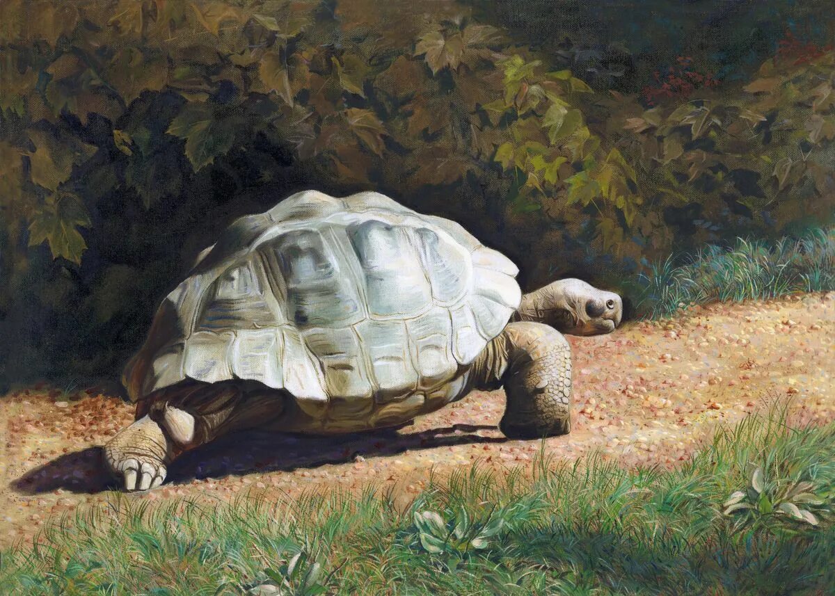 Черепахи сен Санс. Giant Tortoise. Черепаха живопись. Сен санс черепаха