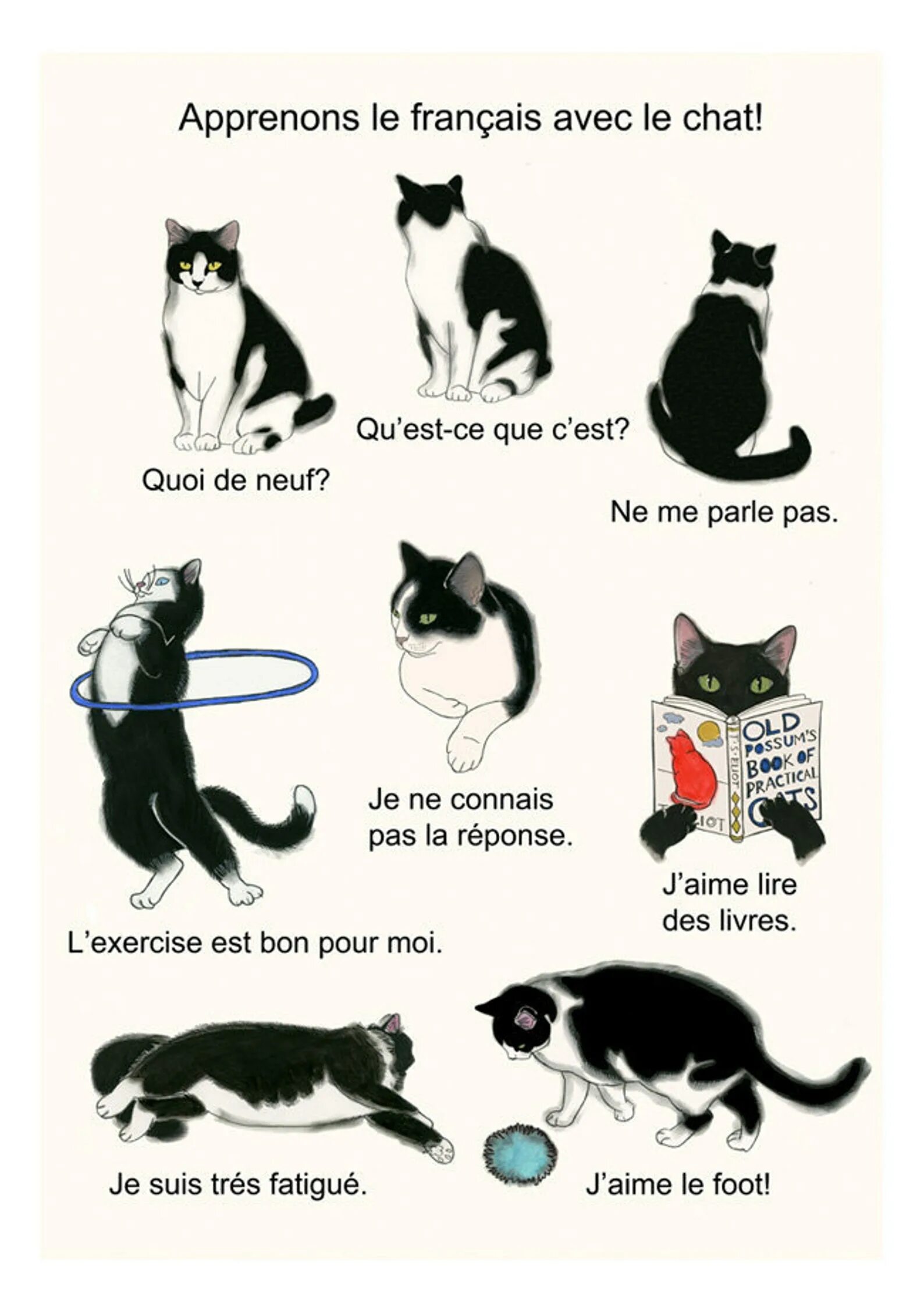 Cat speaking french. Cat speaking french. Кэт инсайд. Котик француз. Cat speaking french.