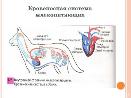 Кровеносная система млекопитающих замкнутая