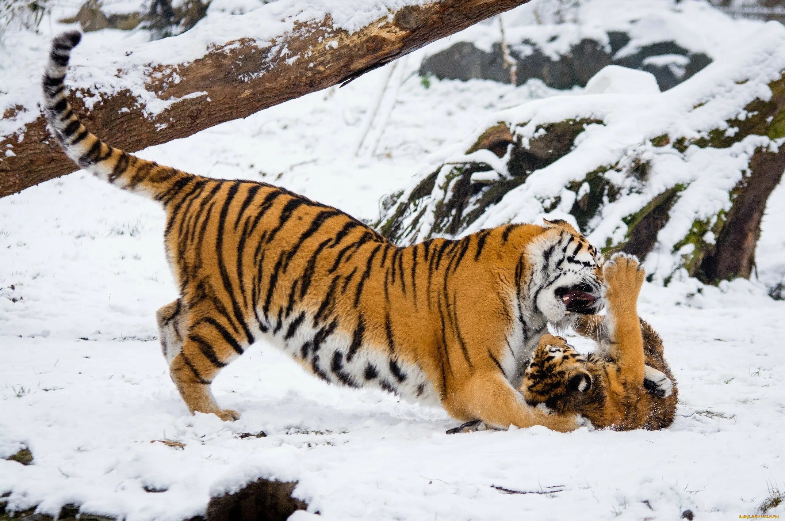 Амурский (Уссурийский) тигр. Амурский тигр Panthera Tigris altaica. Уссурийский (Амурский) тигр Уссурийский (Амурский) тигр. Дальневосточный Уссурийский тигр.