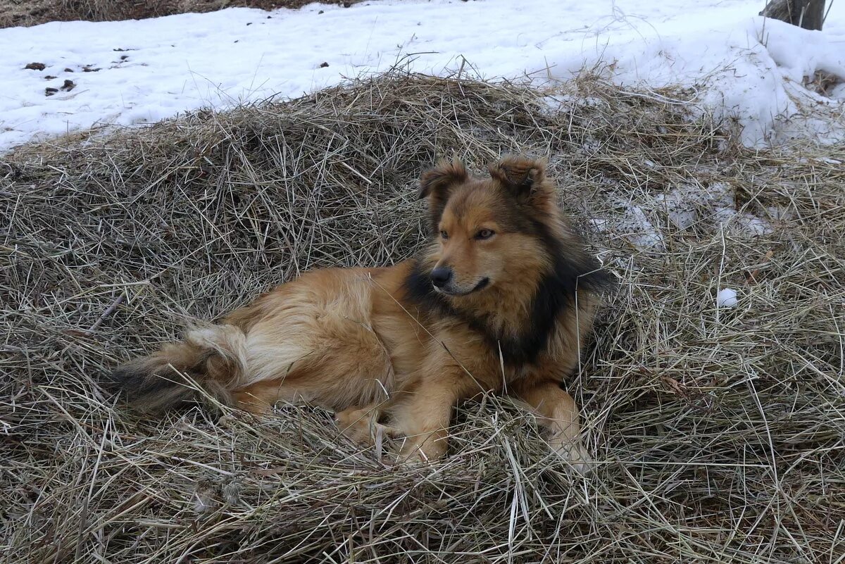 фотосессия с собакой в сене. собака на сене диана и теодоро. фильм собака на сене боярский терехова. в каком году снимали собаку на сене. пес на сене.