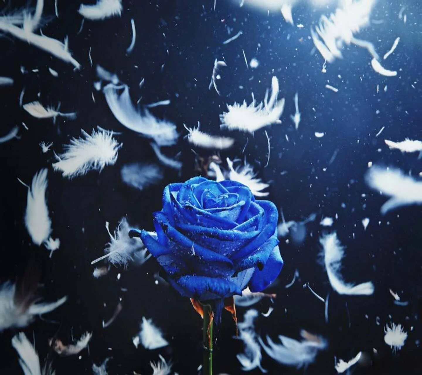 Прошу синими. Голубая роза Линч. Голубые розы Эстетика. Синие розы Эстетика. Синие цветы Эстетика.
