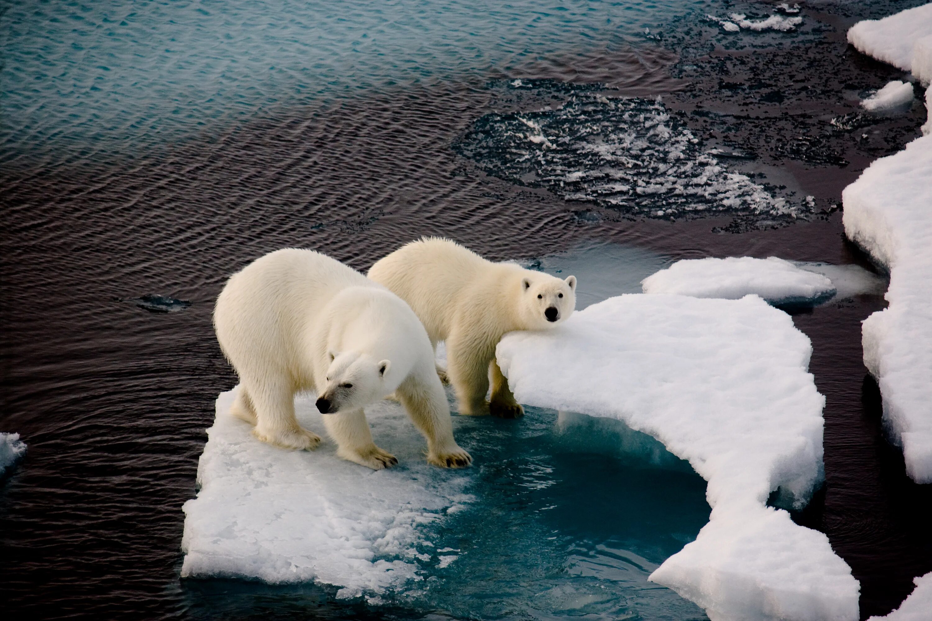 Белый медведь Ледовитый океан. Северный Ледовитый океан медведи. Северно Ледовитый океан белые мишки. Белые медведи во льдах Северного Ледовитого океана.