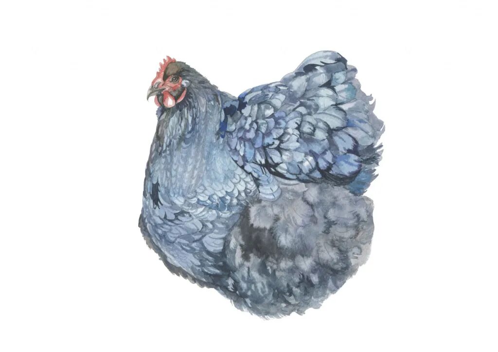 Кура 5 6. Цыплёнок орпингтона фарфорового. Орпингтон (порода кур). Раскраски курица Орпингтон. Картинки Орпингтонов всех раскрасок.
