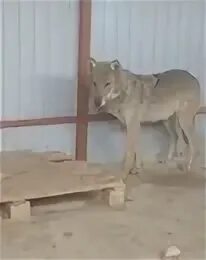 Женщина поймала волка и посадила в машину. Волонтерка поймала волка. волонтер отловил волка. поймали волка в пермском крае.
