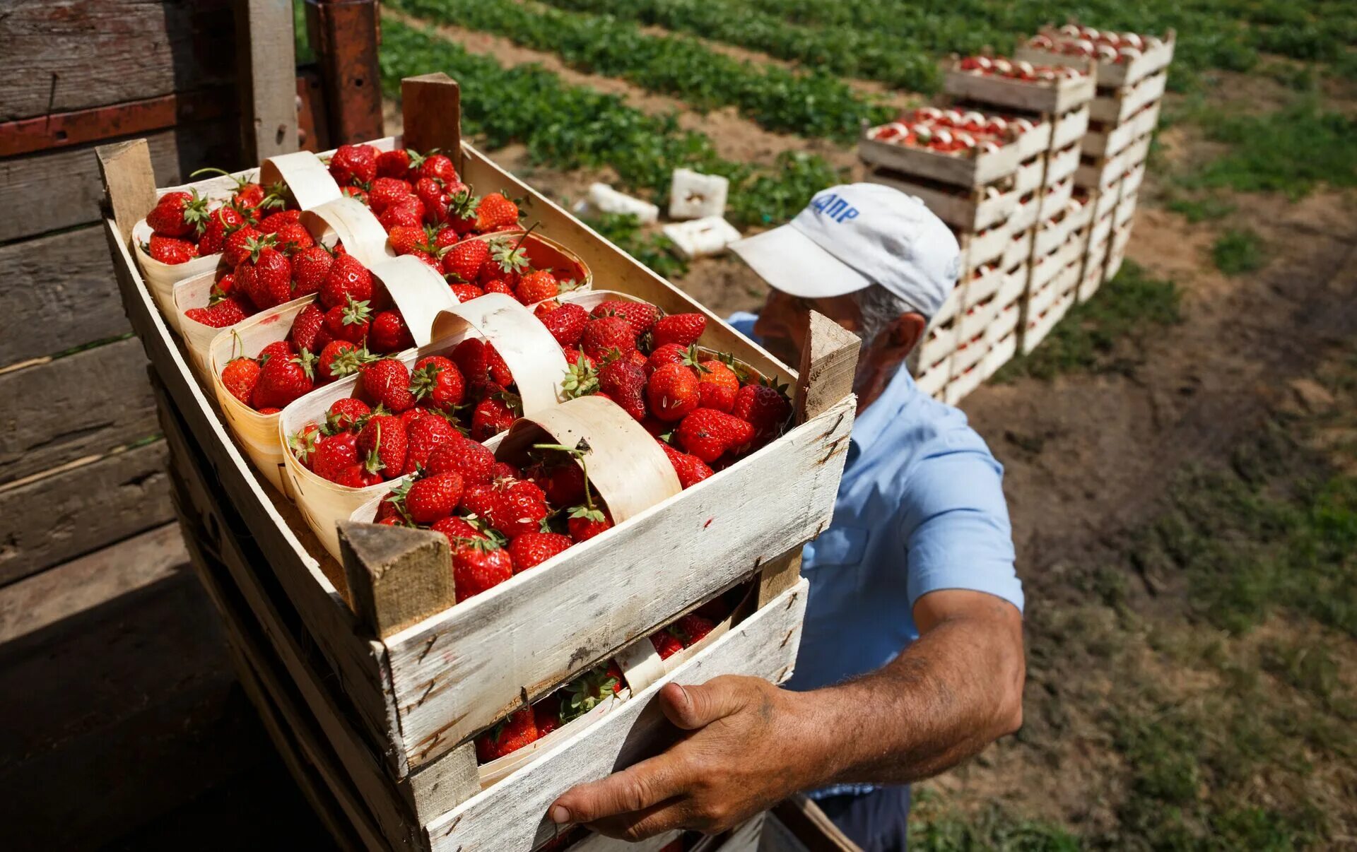 подработка ягоды. клубника в огороде. сбор клубники. совхоз имени ленина поля клубники. дикоросы ягоды.