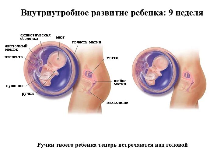 Размер эмбриона на 9 неделе беременности. Фото плода на 9 неделе беременности акушерской. 9 Акушерских недель беременности размер плода фото. Размер ребёнка в 9 недель беременности фото.