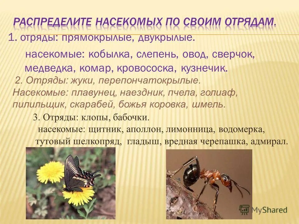 Отряды насекомых. Отряды насекомых схема. Насекомые классы и отряды. Отряды насекомых по питанию. Отряды насекомых.