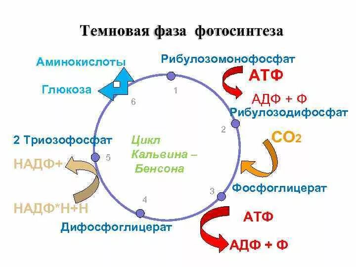 Темновая фаза фотосинтеза схема. Темновая фаза фотосинтеза цикл Кальвина с-3 путь. Темновая фаза цикл Кальвина. Темновая фаза фотосинтеза цикл Кальвина. Снабжает темновую фазу энергией