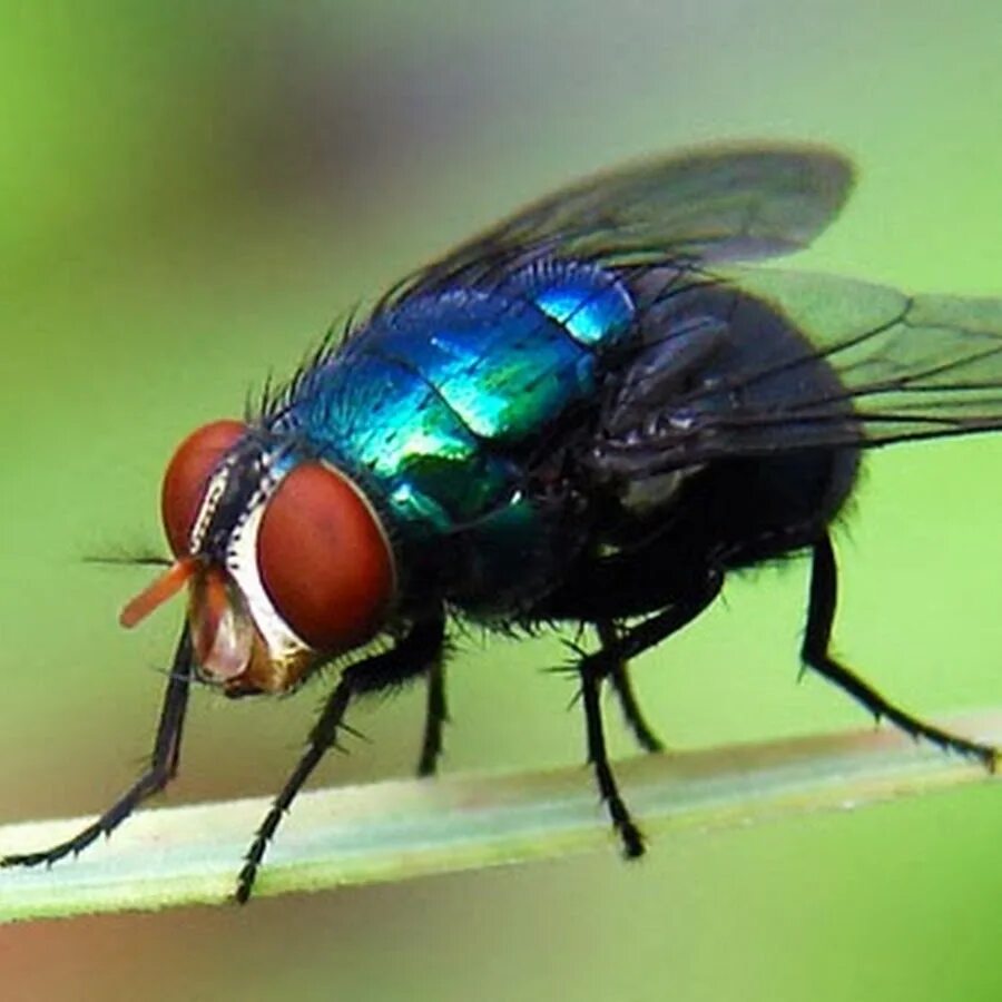 Ychanger обменник. Обменник картинка. Mosca обвязчик. Крупная муха. Домовая муха.