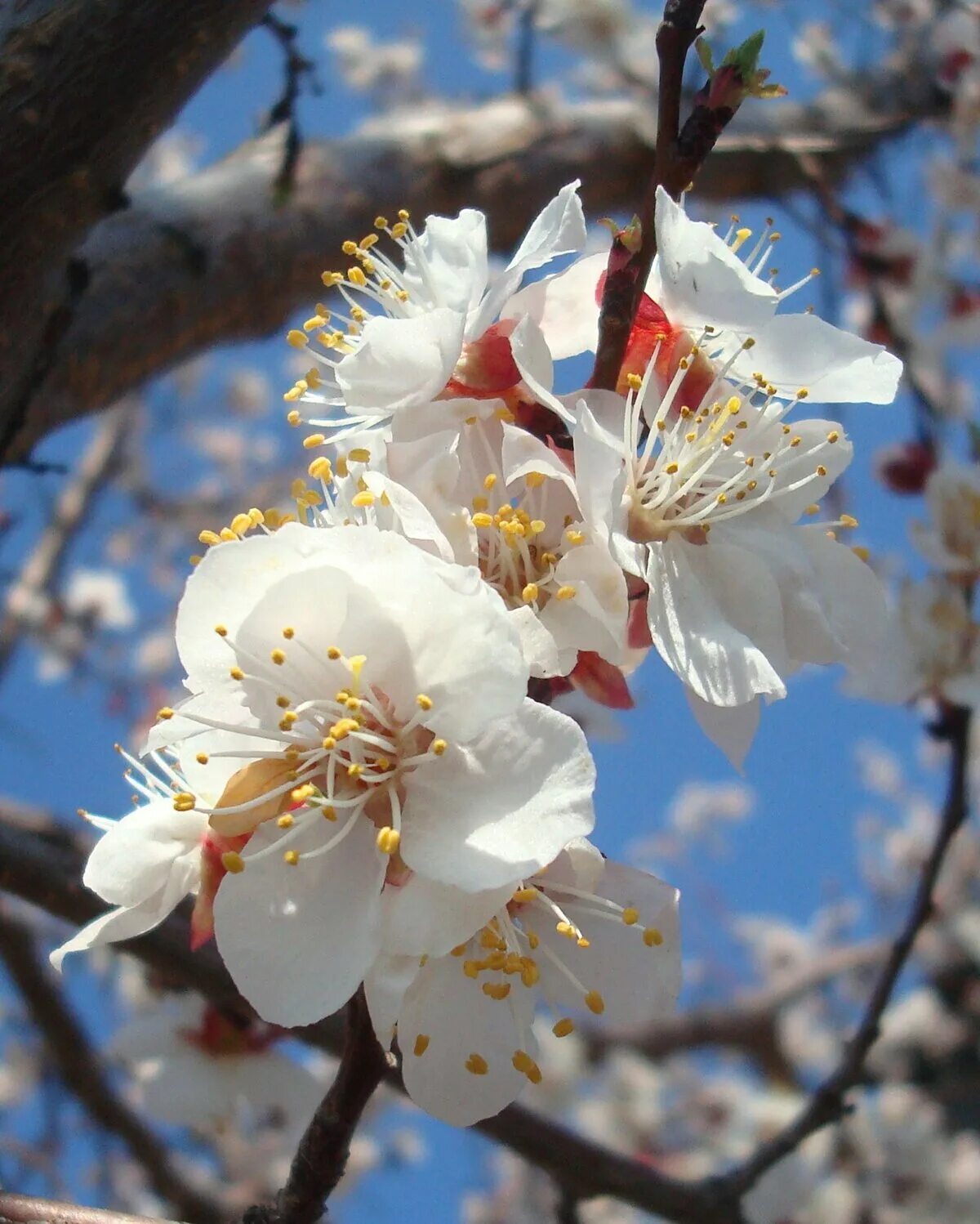 абрикос обыкновенный цветение. урюк дерево цветет. абрикос сибирский цветки. цветущий абрикос дерево. абрикос краснощекий цветение.