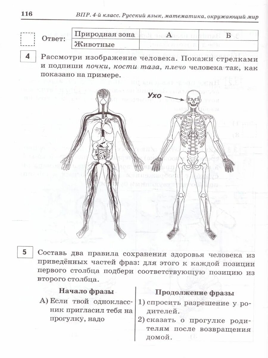 ВПР 4 класс математика русский язык окружающий мир. ВПР математика русский язык окружающий мир. ВПР 4 класс русский математика окружающий мир. ВПР 4 класс русский математика окружающий. Анатомия человека впр