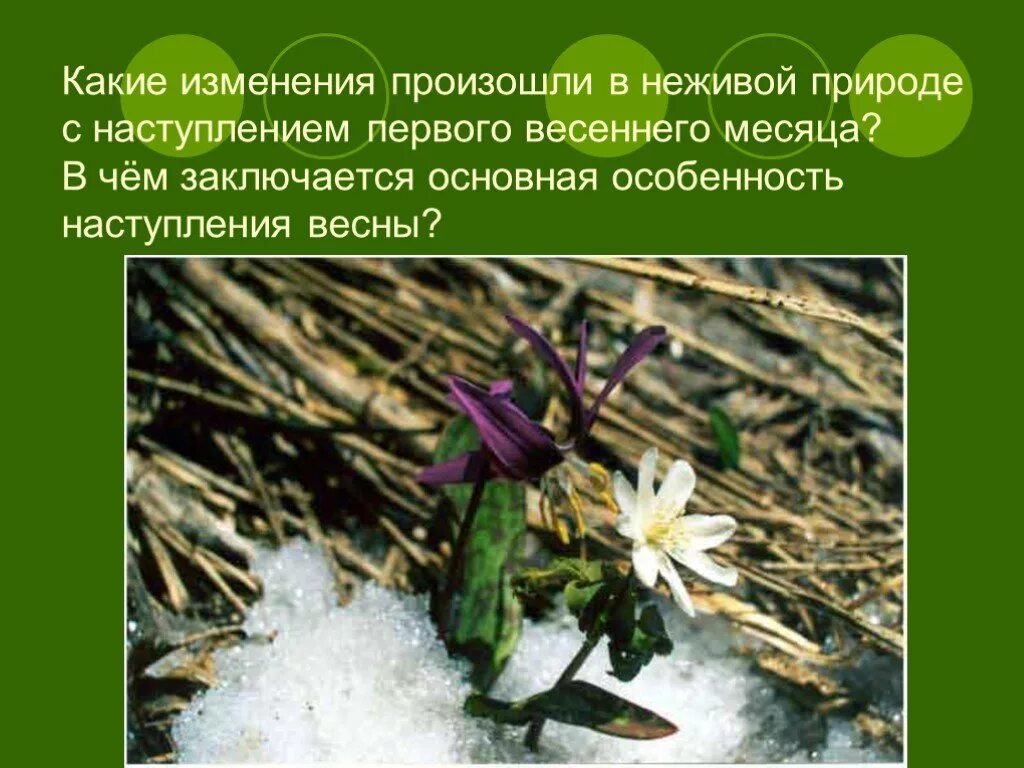 Изменения в природе весной. Весенние изменения в природе. Весенние изменения в живой природе. Какие изменения в неживой природе происходят весной