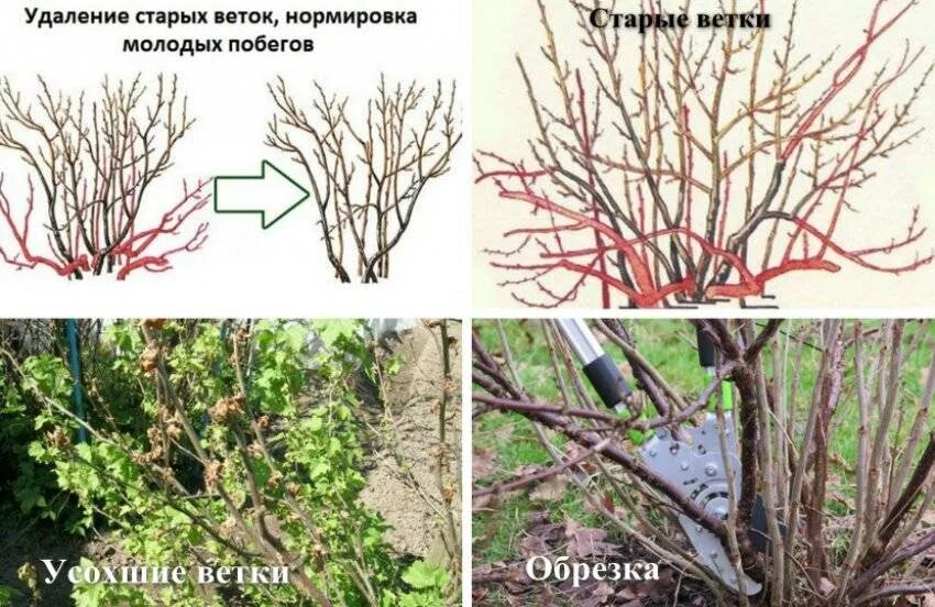 Как обрезать старую смородину