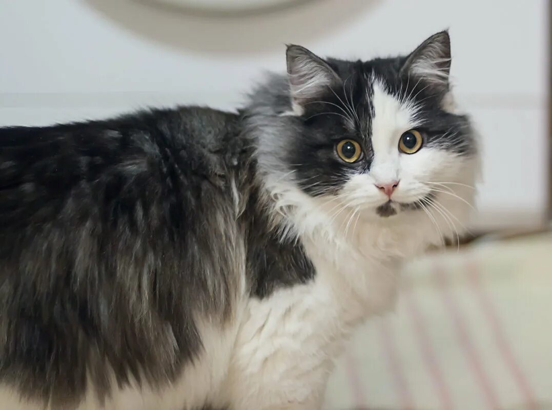 марсик картинка. кот марсик фото. отель марсик.