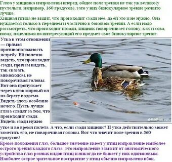 Увидеть утку