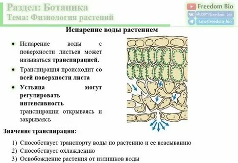 Роль тканей в жизни растений