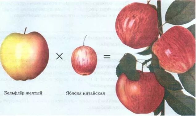 Селекция 9 класс - Презентация